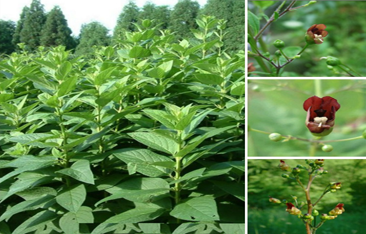 Huyền Sâm (Scrophularia ningpoensis H.)